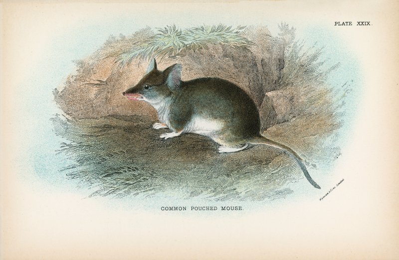 Souris à poche commune - English School
