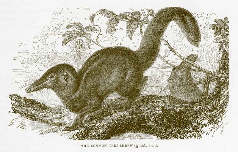 Toupaye commune, illustration de The Royal Natural History - English School