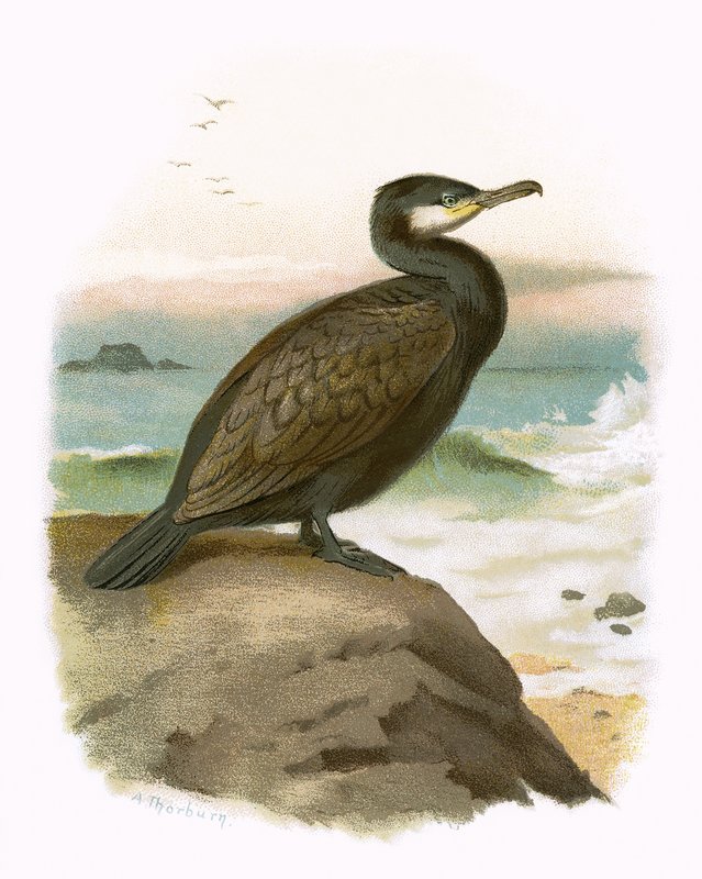 Cormoran - English School