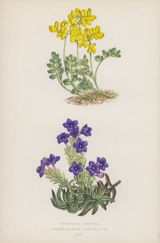 Coronille Minima ; Lithospermum Prostratum (lithographie en couleur) - English School