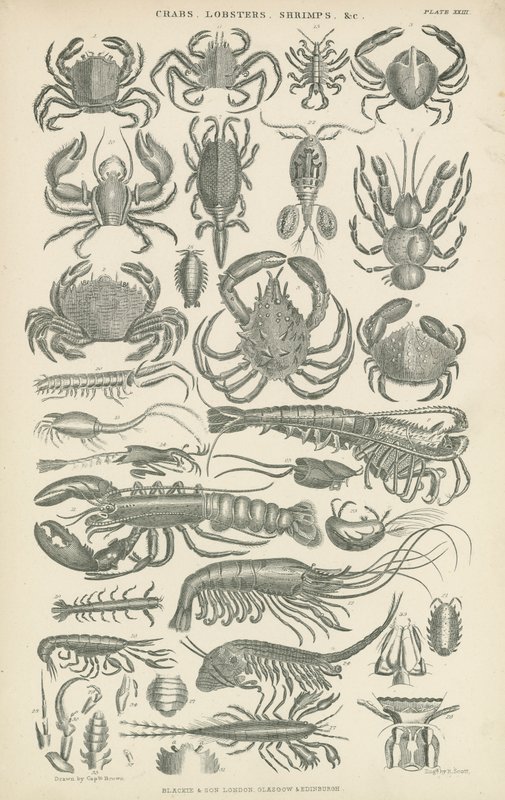 Crustacés (gravure) - English School