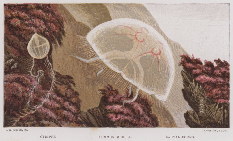 Cydippe, méduse commune, formes larvaires - English School
