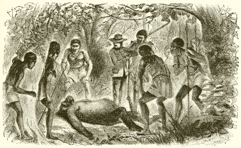 Mort du premier gorille de Du Chaillu - English School