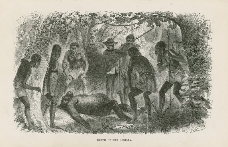 Mort du gorille - English School