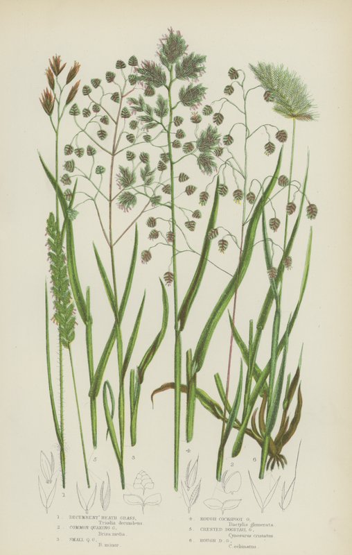 Herbe de bruyère couchée, Herbe tremblante commune, Petite herbe tremblante, Herbe à coq rugueuse - English School