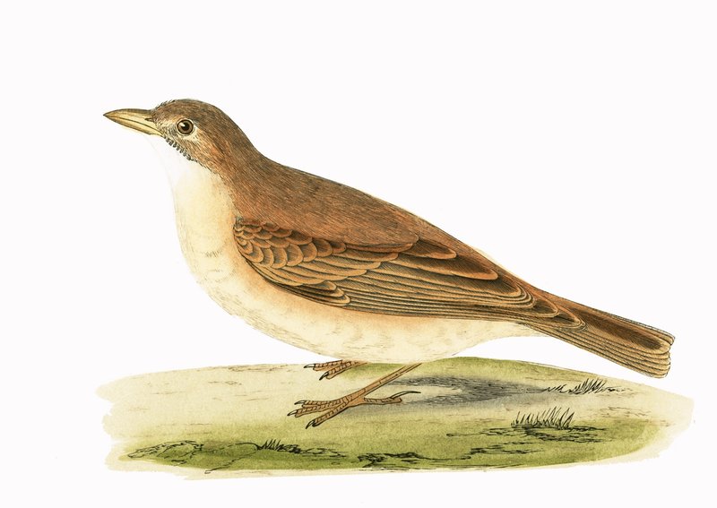 Alouette du désert, illustration de 