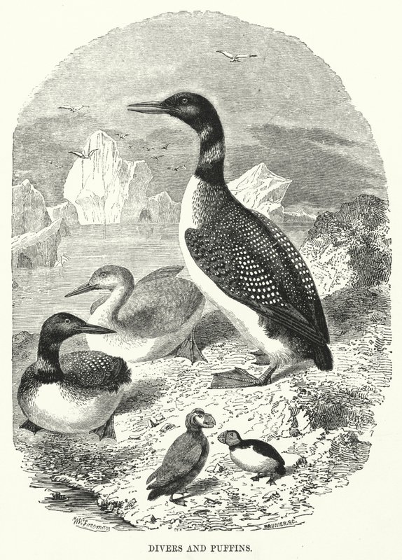 Plongeurs et macareux (gravure) - English School