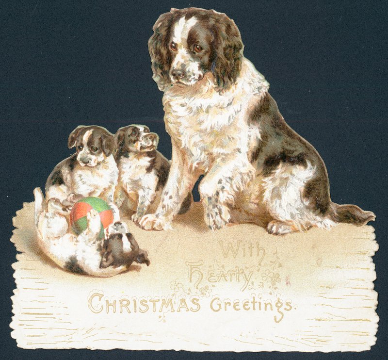 Chien et chiots - English School