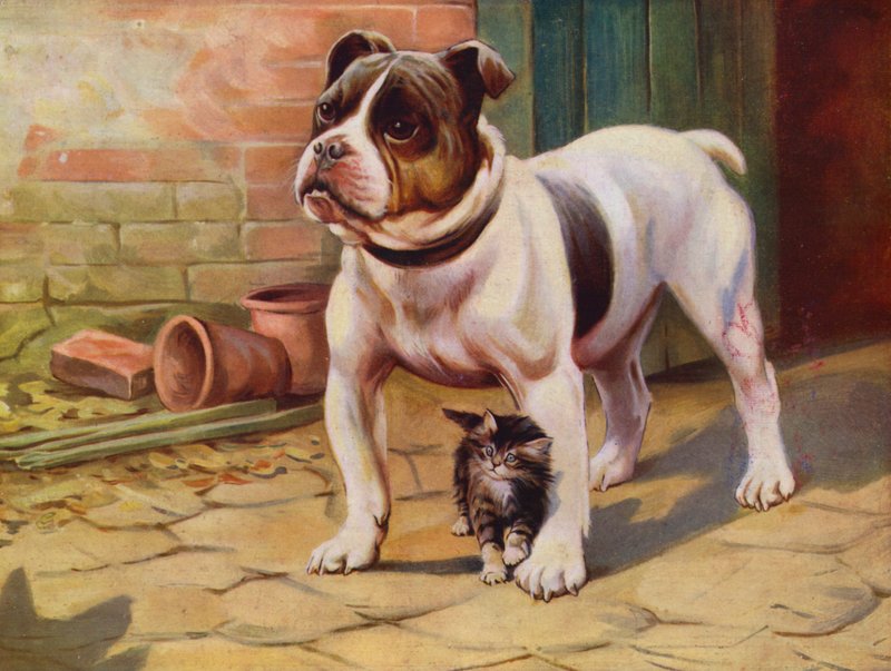 Chien et chaton - English School