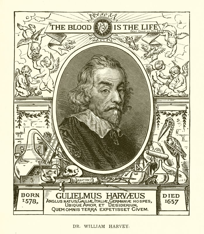 Dr. William Harvey - English School