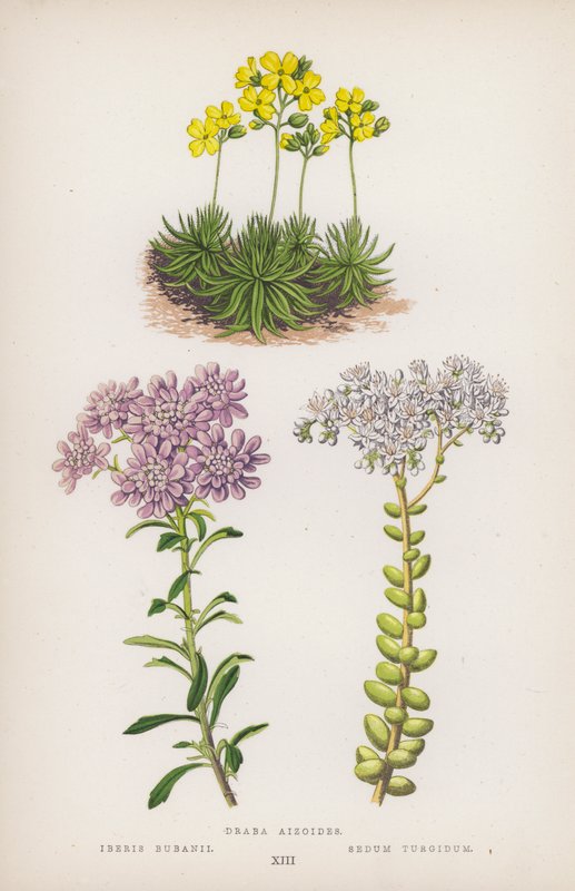 Draba Aizoides; Iberis Bubanii; Sedum Turgidum - English School