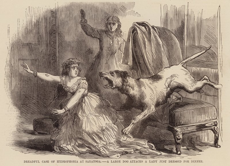 Cas effroyable de rage à Saratoga, un gros chien attaque une dame juste habillée pour le dîner - English School