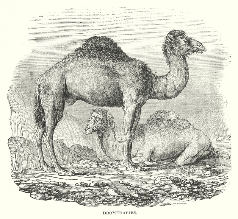 Dromadaires (gravure) - English School