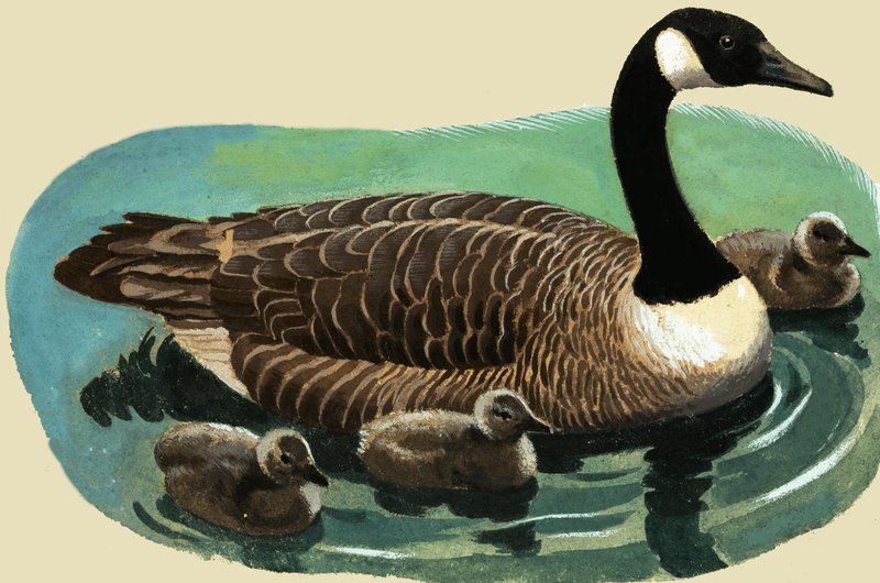 Canard et poussins - English School