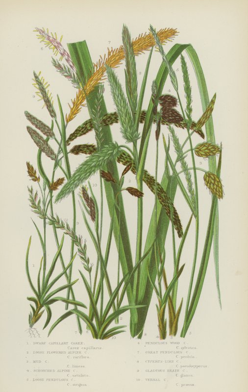 Carex capillaire nain, Carex alpin à fleurs lâches, Carex de boue, Carex alpin brûlé - English School