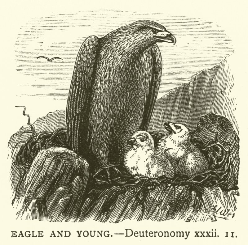 Aigle et Jeunes, Deutéronome, xxxii - English School