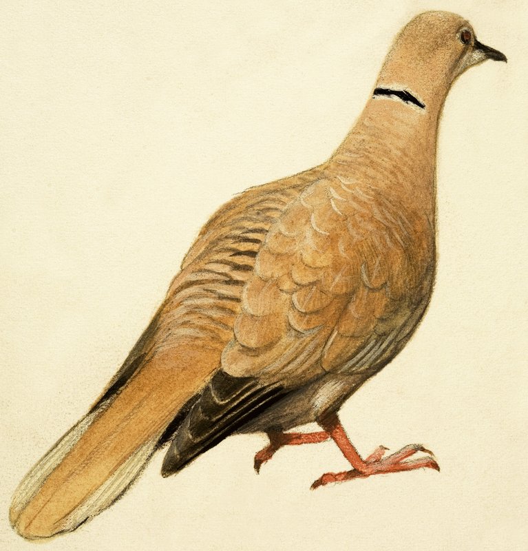Colombe à collier de l
