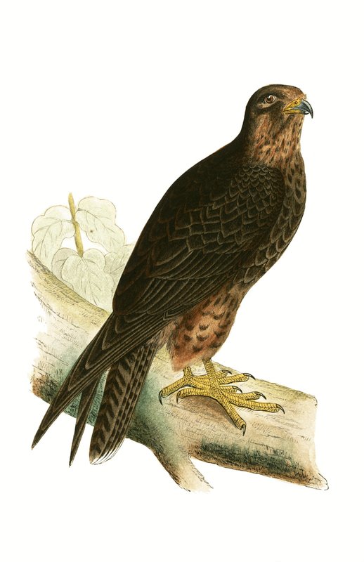 Faucon Éléonore, illustration de 