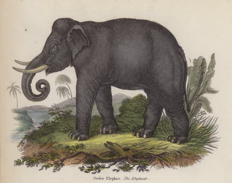 Éléphant - English School