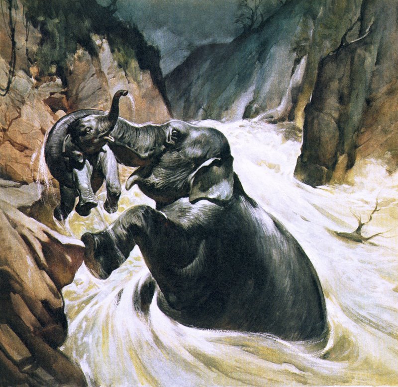 Éléphant sauvant son petit - English School