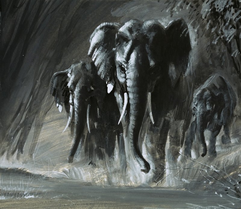 Éléphants - English School