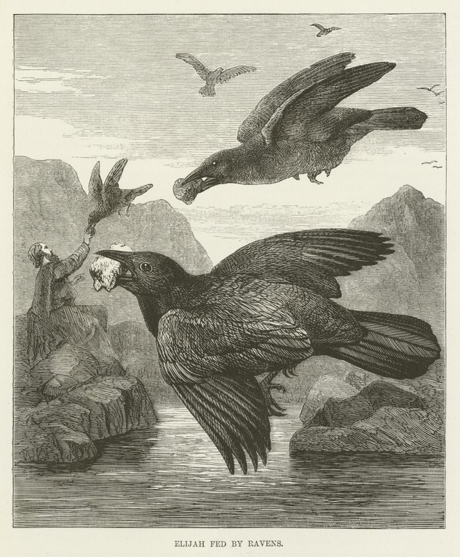 Élie nourri par les corbeaux - English School