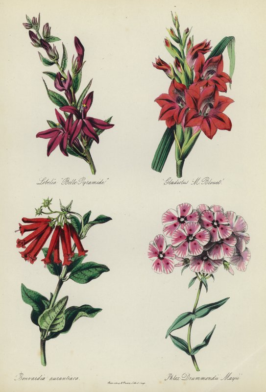 Jardin de fleurs anglais : Lobelia "Belle Pyramide", Gladiolus "M Blouet", Bouvardia aurantiaca, Phlox Drummondii Mayii - English School