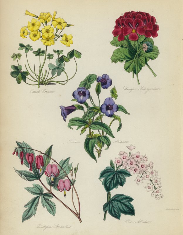 Jardin de fleurs anglais : Oxalis Cernua, Unique Pelargonium, Torenia Asiatica, Dielytra Spectabilis, Ribes Albidum - English School