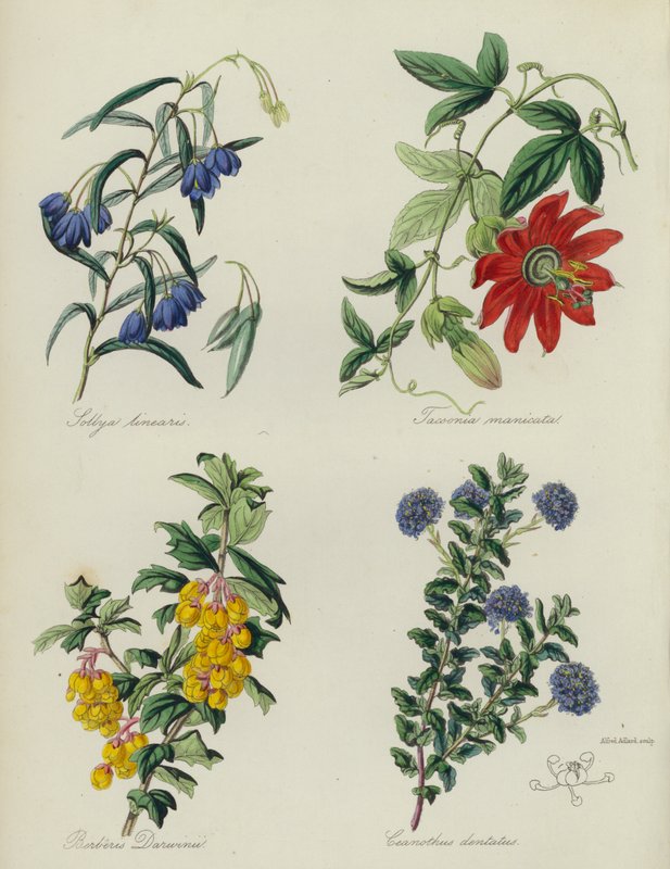 Jardin de fleurs anglais : Sollya linearis, Tacsonia manicata, Berberis Darwinii, Ceanothus dentatus - English School
