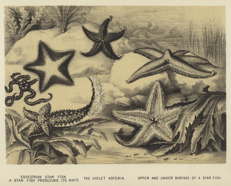 Étoile de mer équestre, une étoile de mer produisant ses rayons, l
