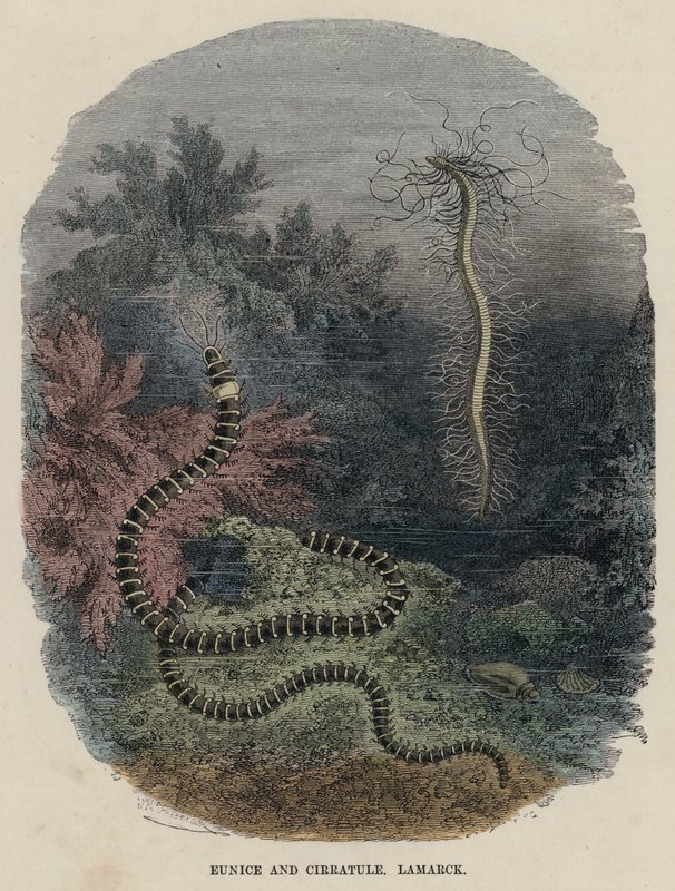 Eunice et Cirratule, Lamarck - English School