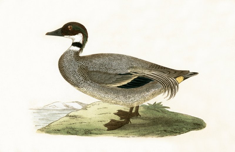 Sarcelle à faucilles, illustration de 