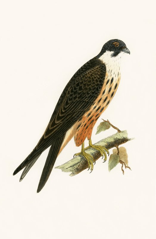 Falco Eleonorae, illustration de 