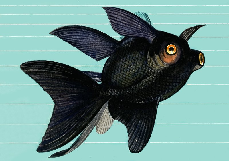 Fantail Blackmoor - English School