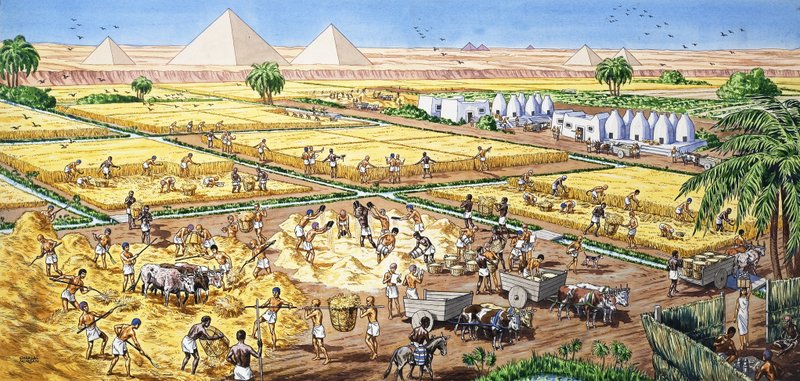 Agriculture en Égypte - English School