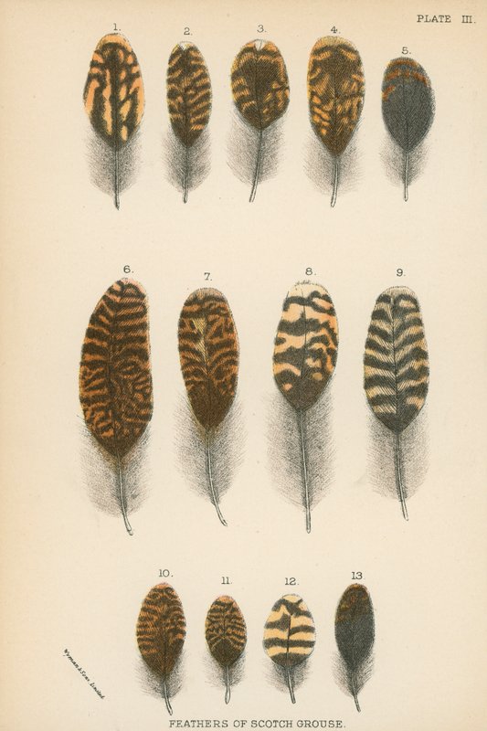 Plumes de tétras écossais - English School