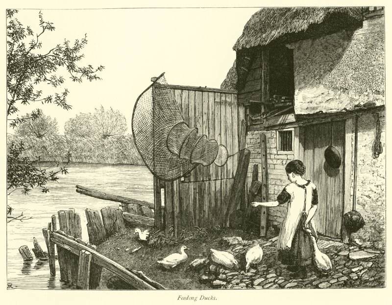 Nourrir les canards - English School