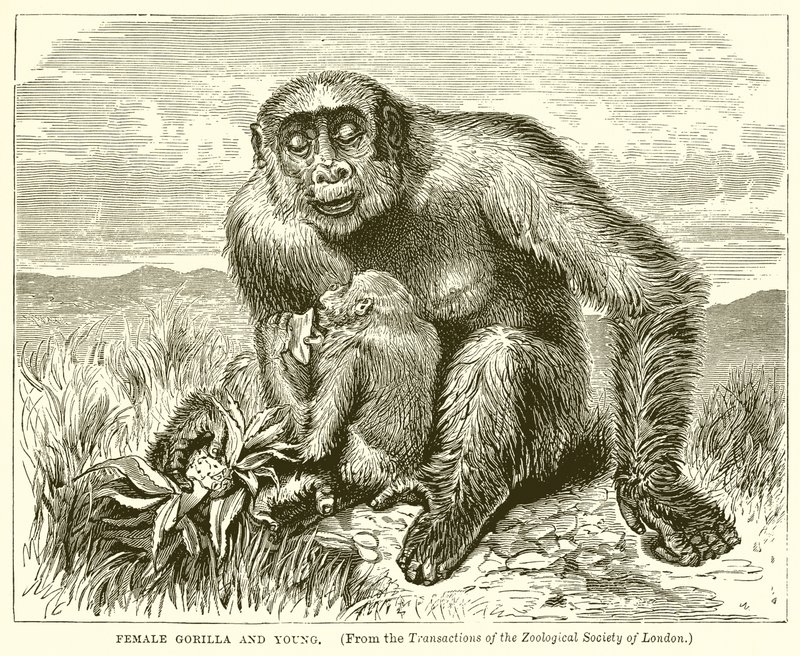 Gorille femelle et jeune - English School