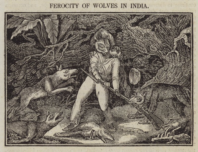 Férocité des loups en Inde - English School
