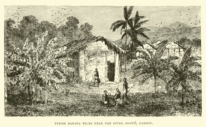 Arbres à bananes fétiches près de la rivière Ogowe, Gabon - English School
