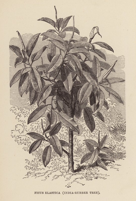 Ficus Elastica, arbre à caoutchouc (gravure) - English School