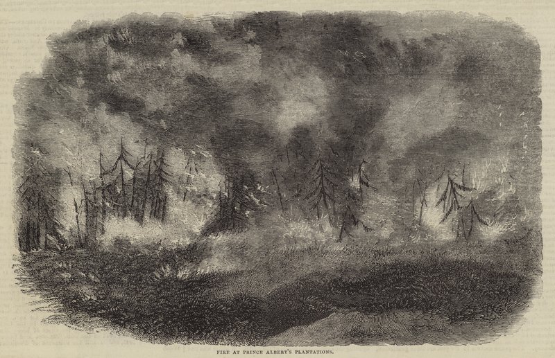 Incendie aux plantations du prince Albert (gravure) - English School