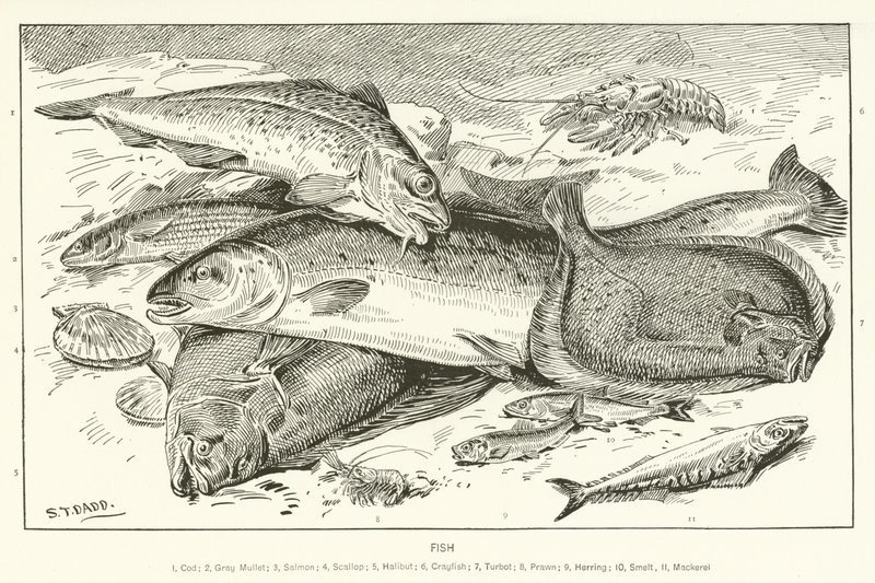 Poisson - English School