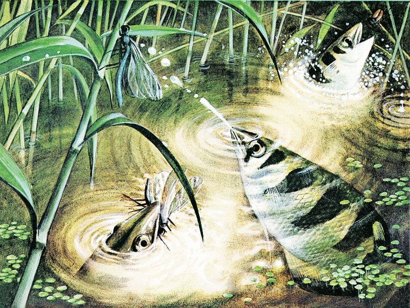 Poisson qui tire des balles -- le poisson archer utilise l