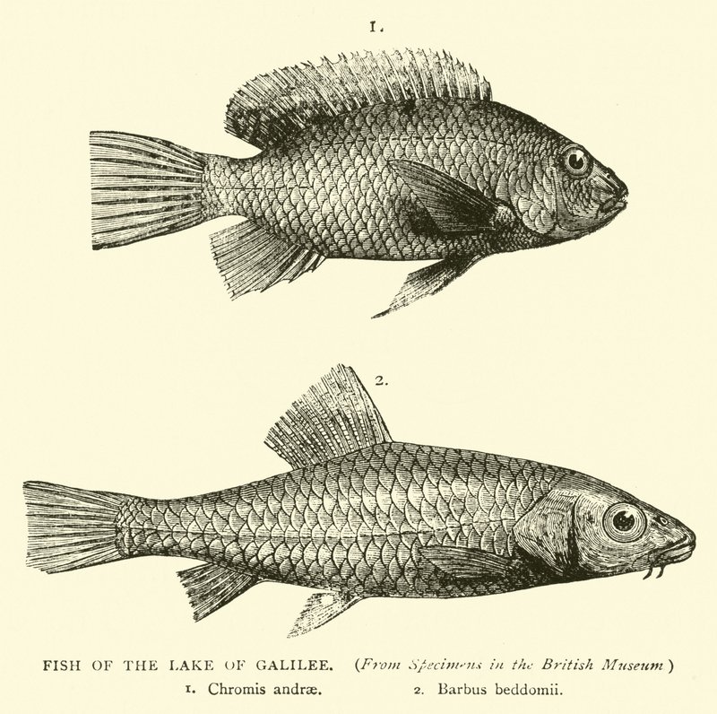 Poissons du lac de Galilée - English School
