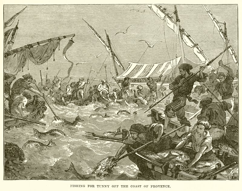 Pêche au thon au large de la côte de Provence - English School