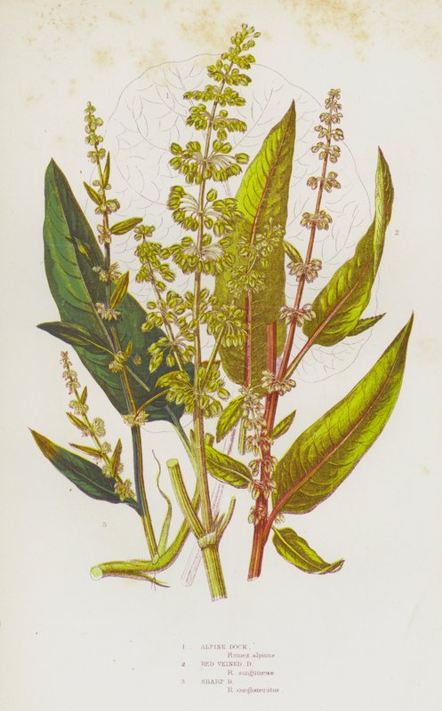 Plantes à fleurs de Grande-Bretagne : Patience des Alpes, Patience à nervures rouges, Patience aiguë - English School