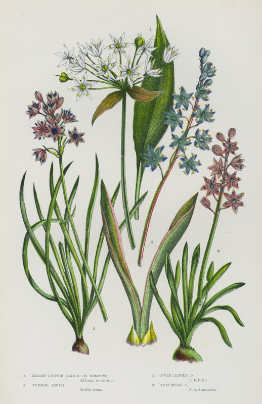 Plantes à fleurs de Grande-Bretagne : Ail des ours, Scille printanière, Scille à deux feuilles, Scille automnale - English School
