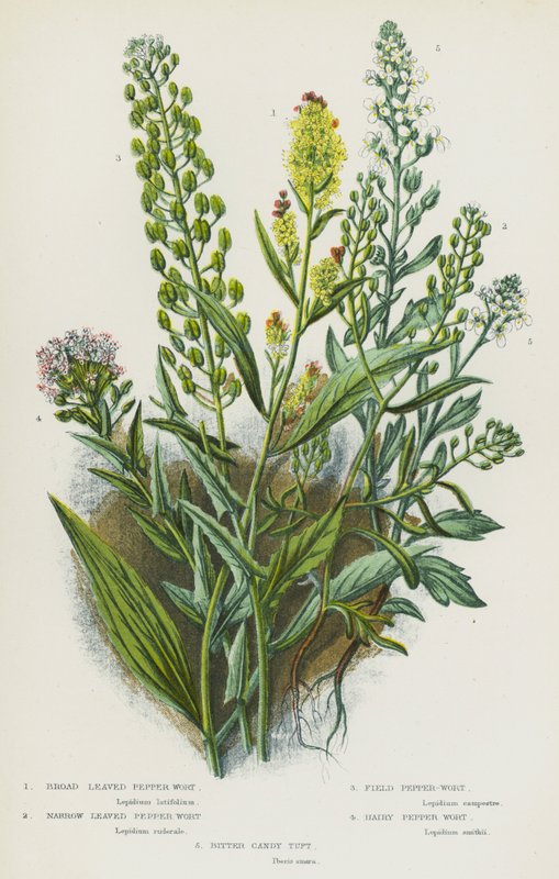 Plantes à fleurs de Grande-Bretagne : Poivre à feuilles larges, Poivre à feuilles étroites, Poivre des champs, Poivre velu, Ibéris amer - English School