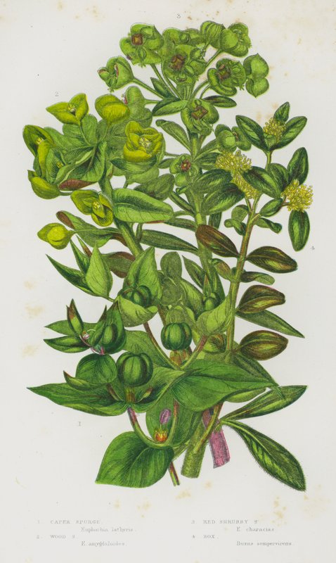 Plantes à fleurs de Grande-Bretagne : Épurge, Épurge des bois, Épurge arbustive rouge, Buis - English School